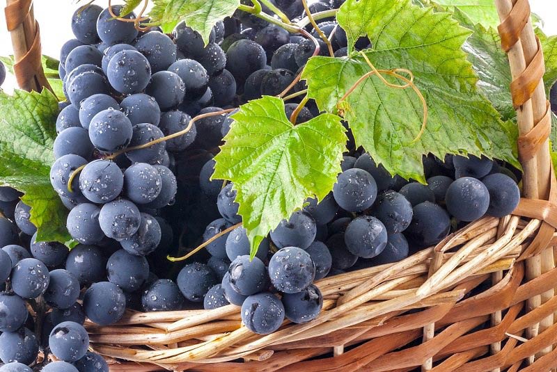 انگور شانی ارومیه